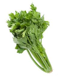 Céleri vert (botte)