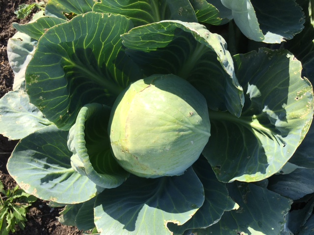 Choux cabus blancs (100gr - Q. min 800g)