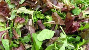 Mesclun (100gr)