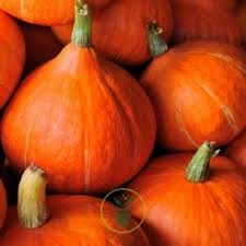 Potimarrons (100gr. Quant. min 800g)