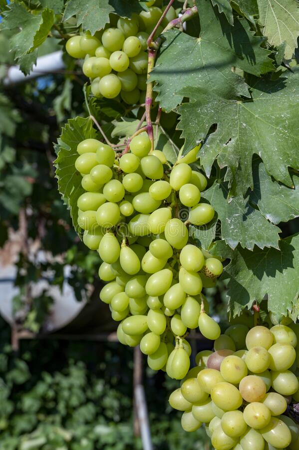 AR Raisins BIO (100gr)