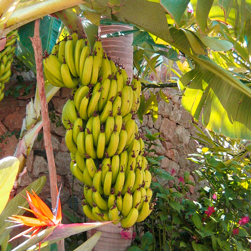 AR Banane BIO (100gr)